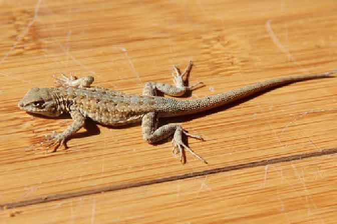 pest control service