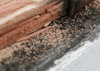 pest control service