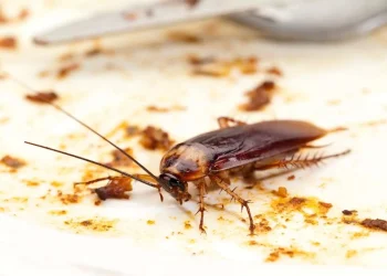 pest control service