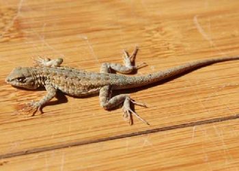 pest control service